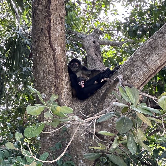 A spider monkey and her baby tucked into the fork of a jungle tree in Mexico